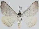Taeniogramma tenebrosata - Hodges#6425 - photo 2