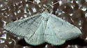 Taeniogramma tenebrosata - Hodges#6425 - photo 4