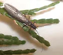 Taenionema californicum