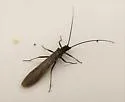 Oregon Willowfly