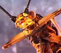 Oregon Willowfly - photo 2
