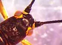 Oregon Willowfly - photo 3