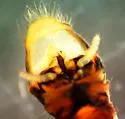 Oregon Willowfly - photo 5