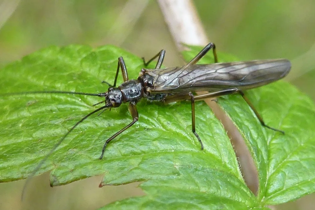 Winter Stoneflies - photo 3