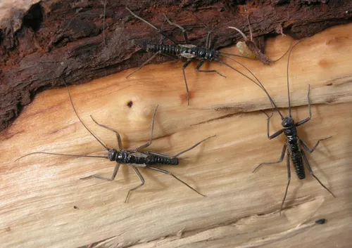 Taeniopteryx araneoides - Taeniopteryx araneoides