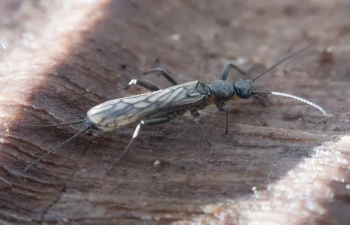 Taeniopteryx burksi - photo 2