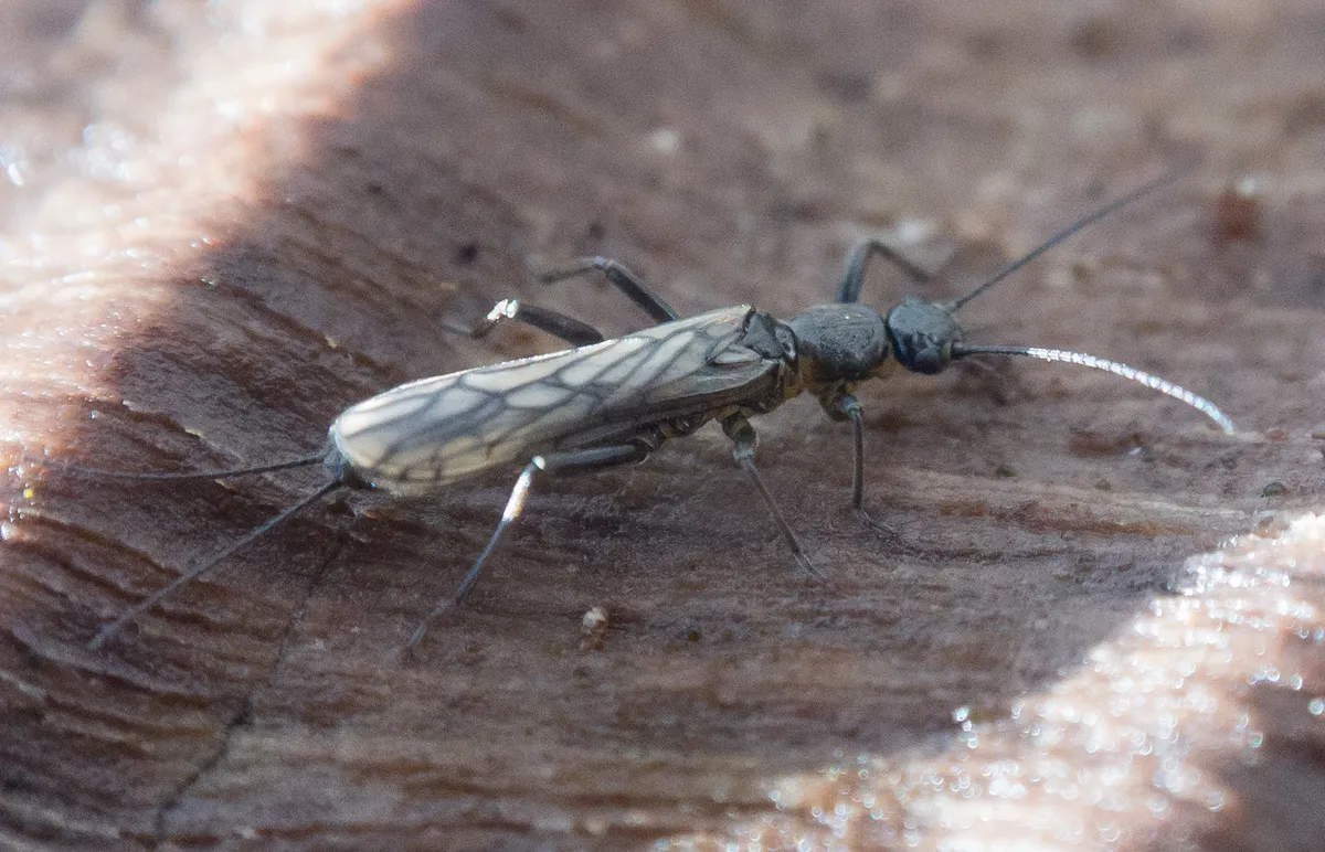 Taeniopteryx burksi - photo 3