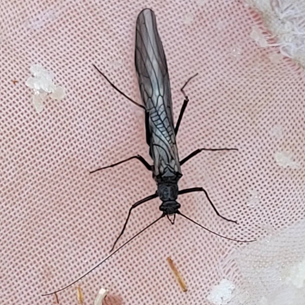 Taeniopteryx hubaulti - Taeniopteryx hubaulti