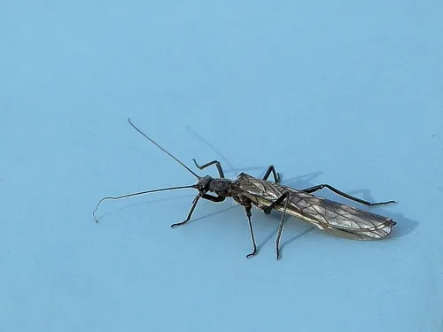 Taeniopteryx nivalis - photo 3