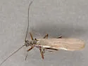 Taeniopteryx parvula