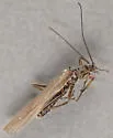 Taeniopteryx parvula - photo 2