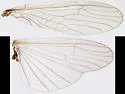 Taeniopteryx parvula - photo 3