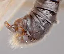 Taeniopteryx parvula - photo 4