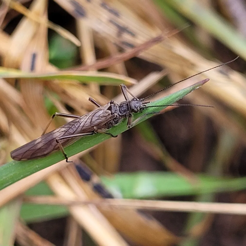Taeniopteryx schoenemundi - photo 2