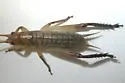 Silent Bush Cricket