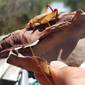 Silent Bush Cricket - photo 2