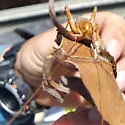 Silent Bush Cricket - photo 3