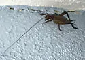 Silent Bush Cricket - photo 4