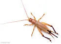 Silent Bush Cricket - photo 5
