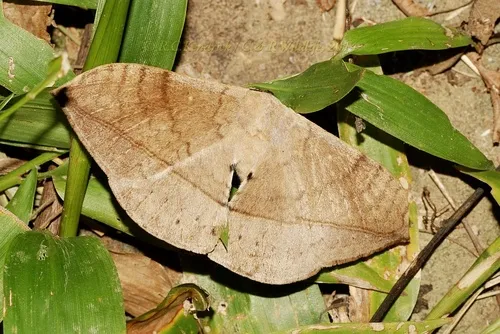 Tagora loeffleri