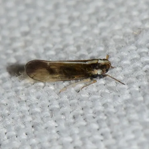 Tagosodes albolineosus