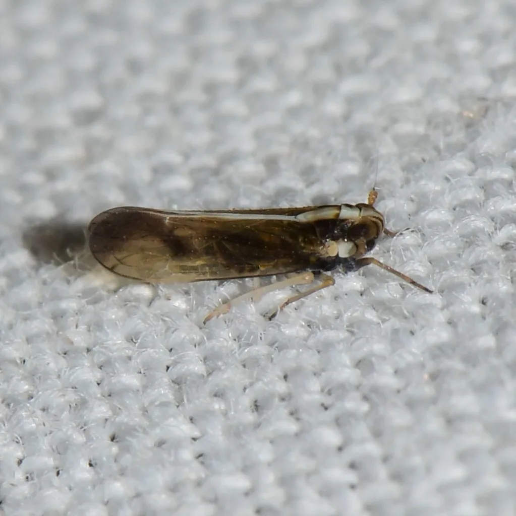 Tagosodes albolineosus - photo 2