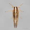 Rice Delphacid