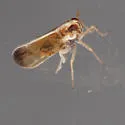 Rice Delphacid - photo 2