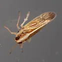 Rice Delphacid - photo 3