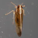 Rice Delphacid - photo 4