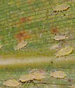 Takecallis arundinariae - photo 3