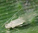 Takecallis arundinariae - photo 4
