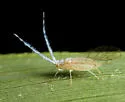 Takecallis arundinariae - photo 5