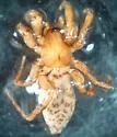 Talanites exlineae