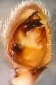 Talanites exlineae - photo 4