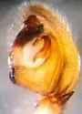 Talanites exlineae - photo 5