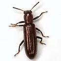 Talanus langurinus - photo 2
