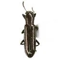 Talanus langurinus - photo 3