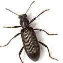 Talanus mecoscelis - photo 2
