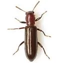 Talanus mecoscelis - photo 3