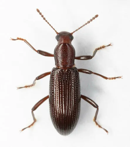 Talanus stenochinus