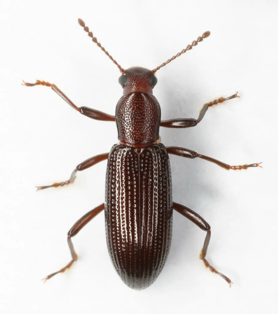 Talanus stenochinus - photo 2