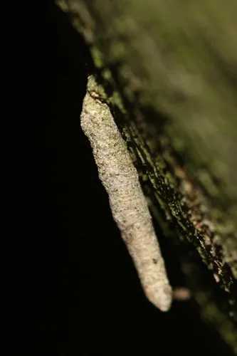 Taleporia tubulosa - photo 5
