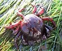 Southern Kelp Crab