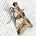 Tallula atrifascialis - Hodges#5591