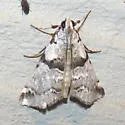 Tallula atrifascialis - Hodges#5591 - photo 2