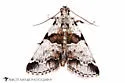 Tallula atrifascialis - Hodges#5591 - photo 3