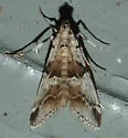 Tallula atrifascialis - Hodges#5591 - photo 4