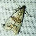 Tallula atrifascialis - Hodges#5591 - photo 5
