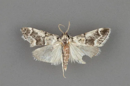 Tallula baboquivarialis - Hodges#5593
